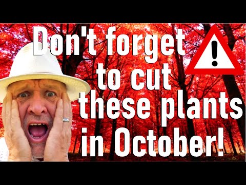 Видео: Обрезайте эти растения прямо сейчас, в октябре, пока не поздно. Обрезка, обрезка.