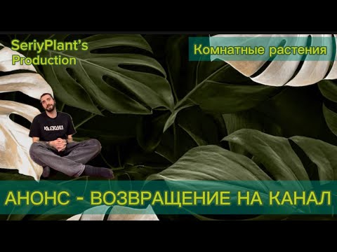 Видео: Комнатные растения. Правда о моей пропаже. Шокирующие подробности.