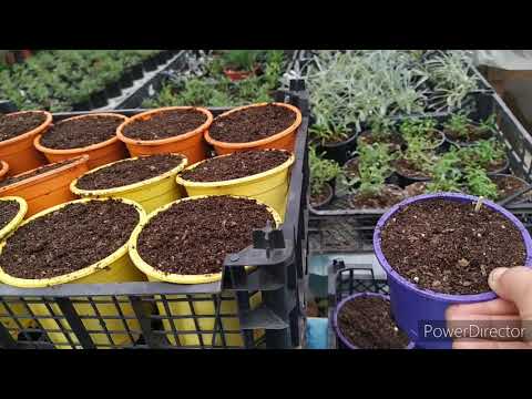 Видео: ПОСАДКА НА 8МАРТА(КРОКУС)