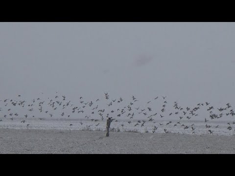 Видео: ЛУЧШИЕ ВЫСТРЕЛЫ ПО УТКЕ за всю историю канала!!!