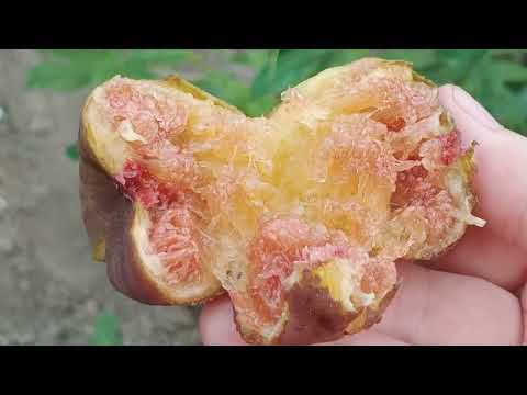 Видео: Выбираем лучшие сорта инжира.