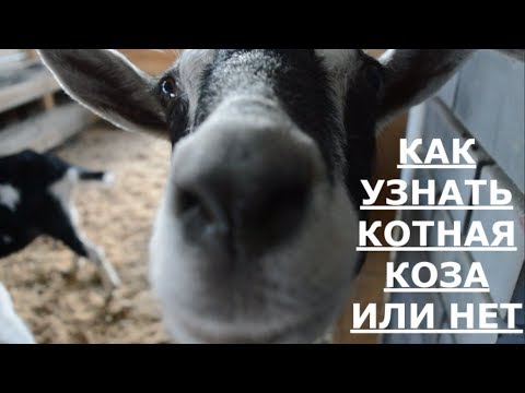 Видео: Как узнать котная коза или нет.