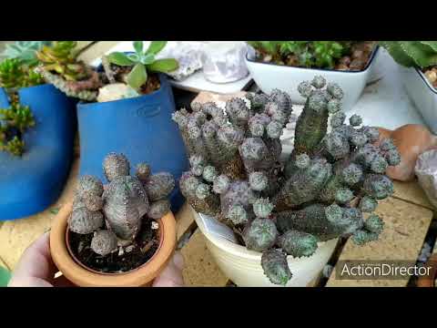 Видео: Эупфорбии(Молочай)моя коллекция#1.Euphorbia my collection#1.