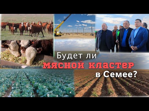 Видео: Будет ли мясной кластер в  Семее?