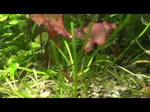 Видео: Донный фильтр 4 месяца спустя.