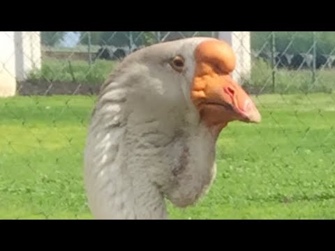 Видео: ХОЛМОГОРСКИЕ ГУСЯТА теперь в семье