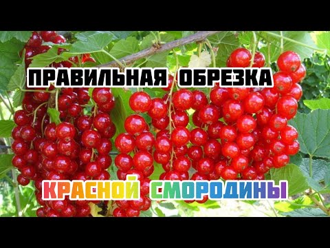 Видео: Формировка и правильная обрезка красной смородины.