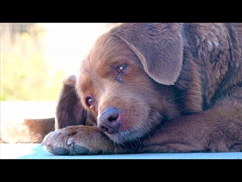 Видео: Самая старая собака в мире: 30 лет и более 270 дней