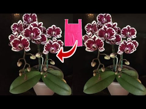 Видео: Как сделать цветок орхидеи из полиэтиленового пакета - идеи цветочных поделок