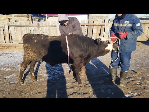 Видео: Бордақыда төрт ай тұрған бұқалар... Өзгеріс барма??? Төс өлшемдері..