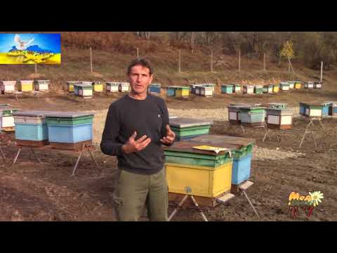 Видео: Ідеальний пасічний точок - як знайти і облаштувати.