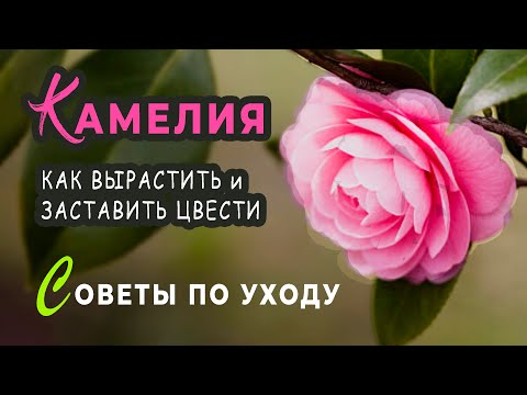 Видео: Камелия. Советы по уходу.