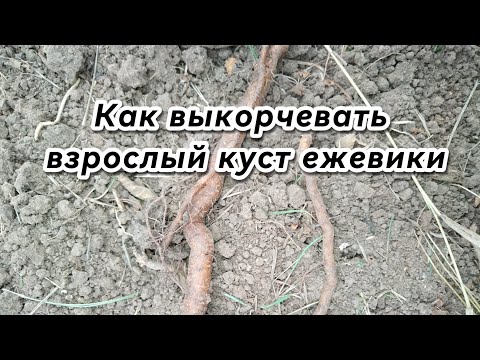 Видео: Как выкорчевать взрослый куст ежевики Карака Блэк?