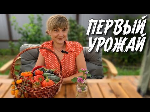 Видео: ПЕРВЫЙ УРОЖАЙ НА ДАЛЬНЕМ ВОСТОКЕ | Самые вкусные овощи в Хабаровске