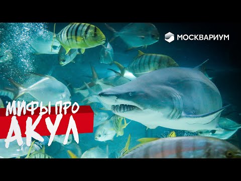 Видео: МИФЫ ОБ АКУЛАХ // Акулы-людоеды, прирученные хищники, схватка с косатками