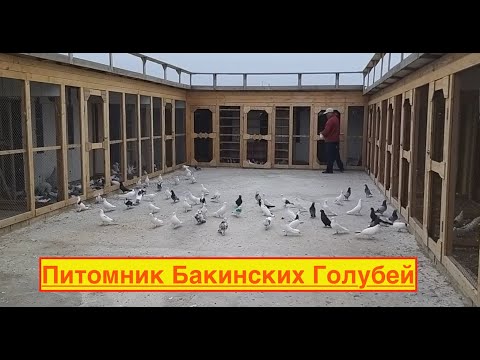 Видео: Питомник Бакинских голубей Наримана в Баку!