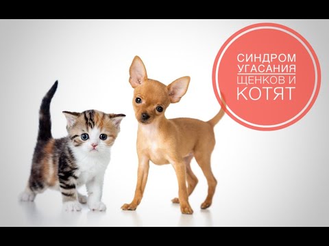 Видео: Синдром угасания щенков и котят