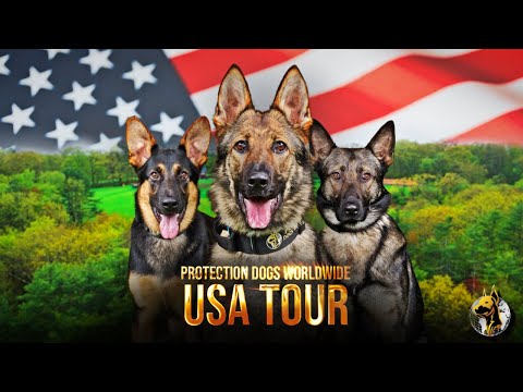 Видео: 3 невероятные истории... 1 грандиозный тур! | Собаки-защитники мира в США