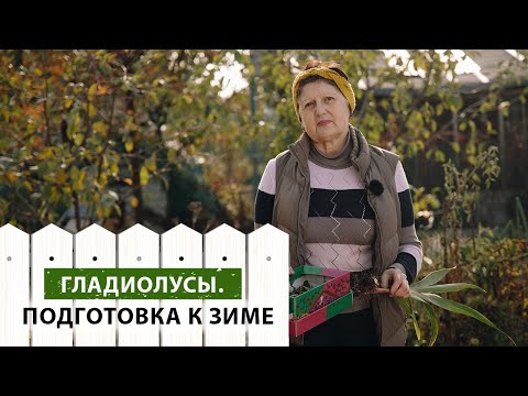 Видео: Готовим гладиолусы к зимовке. Важные советы