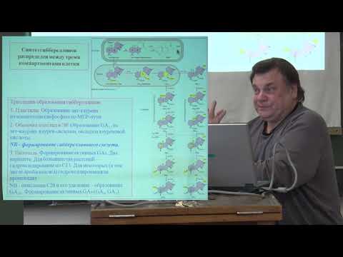 Видео: Носов А. М. - Физиология растений II - Неклассические фитогормоны