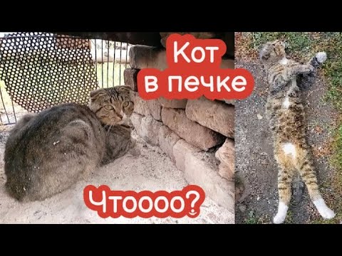 Видео: VLOG Еду из школы. Кот в печке