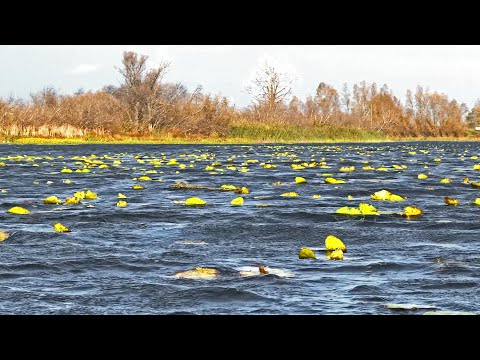 Видео: На разливе реки НАШЁЛ ЖАДНЫХ ЩУК В ОСЕННИХ КУВШИНКАХ. Рыбалка. Спиннинг. Воблеры