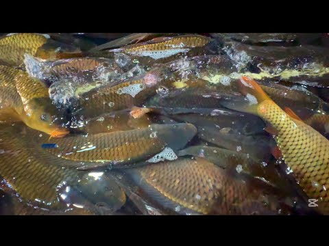 Видео: 🐠🐟УРГАНЧ БАЛИК БОЗОРИ НАРХЛАРИ 27.02.2025.🐠