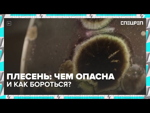 Видео: ПЛЕСЕНЬ: есть польза? Какой вред наносит человеку | Спецреп