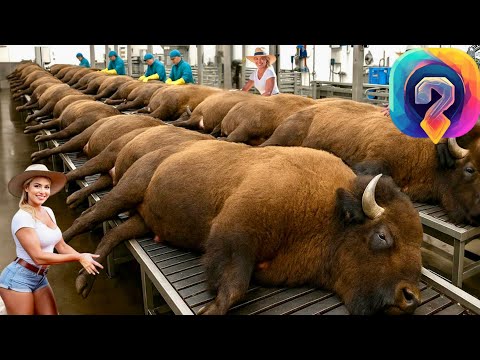 Видео: Как выращивают бизонов для премиального мяса — секреты огромных ферм!
