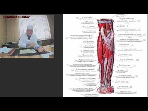 Видео: Верхняя конечность (топография) - 4 часть. Профессор Ахмадудинов М.Г.