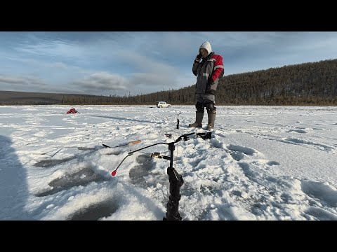 Видео: Первый лёд 2025: ЭТОЙ удочке рыбалка не нужна! (Река Амга, Якутия)
