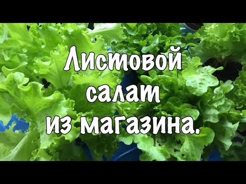 Видео: Листовой салат из магазина.