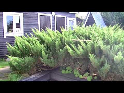 Видео: 2D. Стрижка взрослого можжевельника в ниваки (от seli6640) / Haircut of an adult juniper in nivaki.