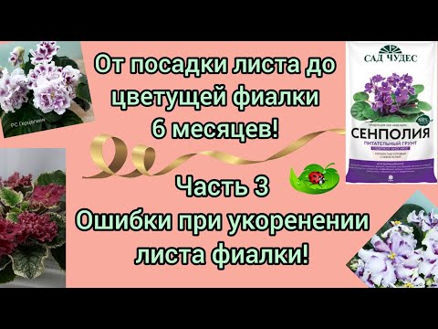 Видео: Самые распространённые ошибки при размножении фиалки листовым черенком!