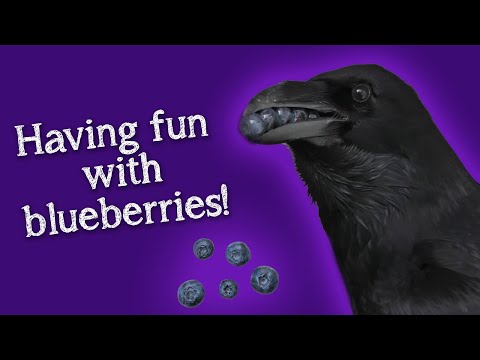 Видео: Фейбл-Ворон | Веселье с ее любимой едой!