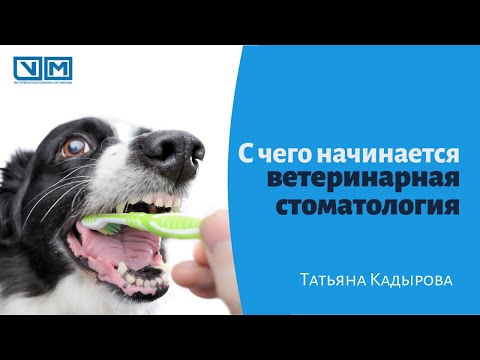 Видео: С чего начинается ветеринарная стоматология