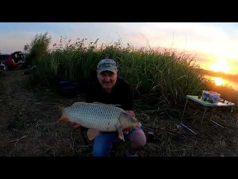 Видео: Как я активизирую клёв карпа.Креветочная мука ,ХЕРАБУНА и колумбийский мел:).База Белуга