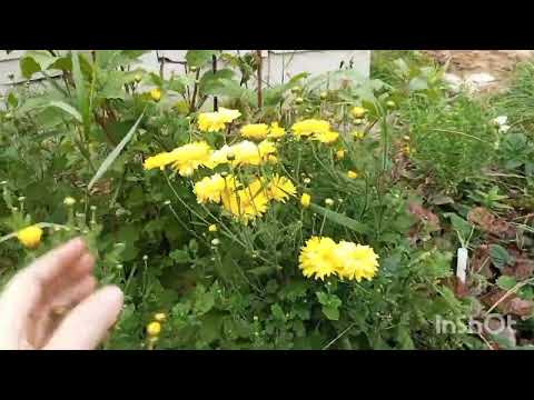 Видео: УРОЖАИ 2025 Г. ДЕРЕВЕНСКАЯ ЖИЗНЬ.