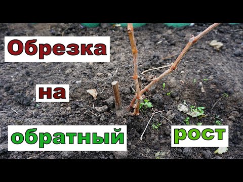 Видео: Обрезка однолетнего саженца на сигнальную гроздь.