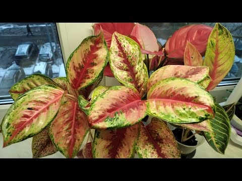 Видео: Аглаонемы