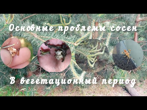 Видео: Основные проблемы сосен в вегетационный период.