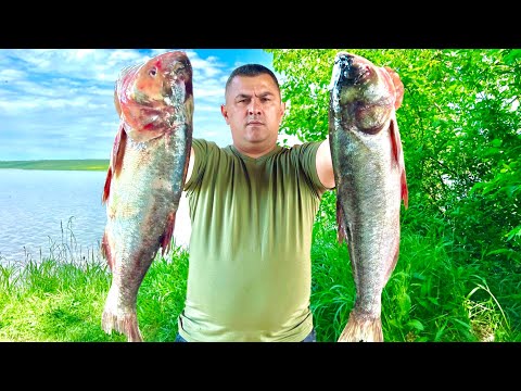 Видео: Толстолобик рецепт на сковороде! Как пожарить рыбу вкусно?