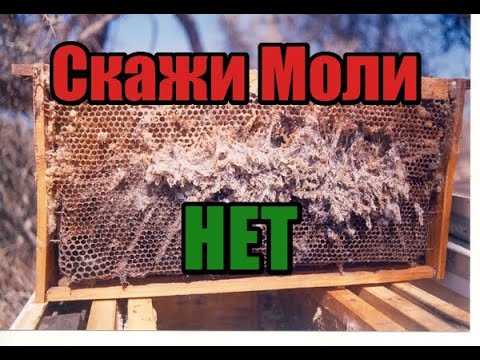 Видео: Как сохранить сушь!! 100% способ! Так сделать может каждый! Храни пчелиные рамки правильно!