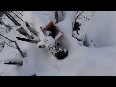 Видео: Регулирование численности волка в Якутии. Еще пять волков отловлено. Видео от волчатника Юрия.