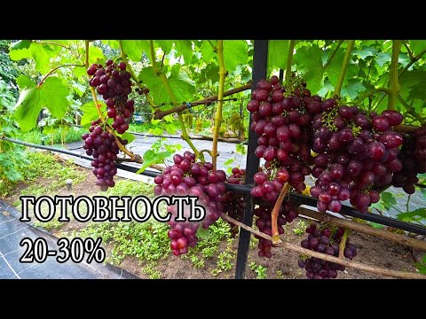 Видео: НАШ ВИНОГРАДНИК.  21.08.25. КУРСКАЯ ОБЛ