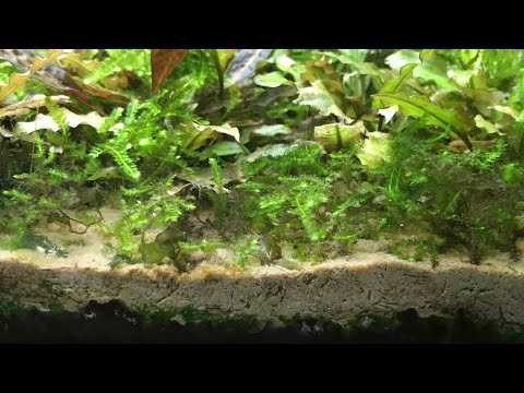 Видео: СЕКРЕТЫ моего 28-летнего субстрата. Грязный и несвежий?