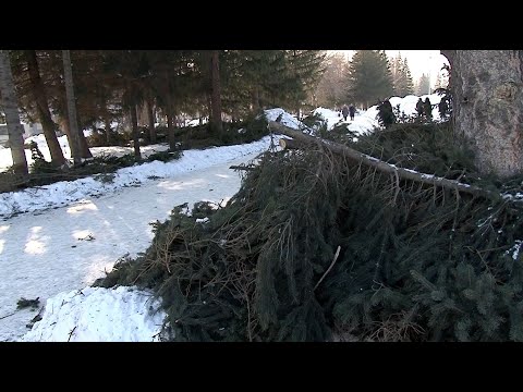 Видео: Ели обрезали на Петровском бульваре в Бийске ("Будни", 06.02.23г., Бийское телевидение)