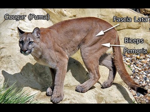 Видео: Уулын арсланд бариулсан аялагч