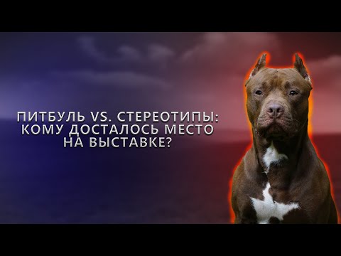 Видео: Питбуль vs. Стереотипы: Кому досталось место на выставке?