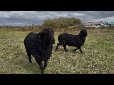 Видео: А может ОВЕЦ завести? 🤔🤭 гусь улетел😱 